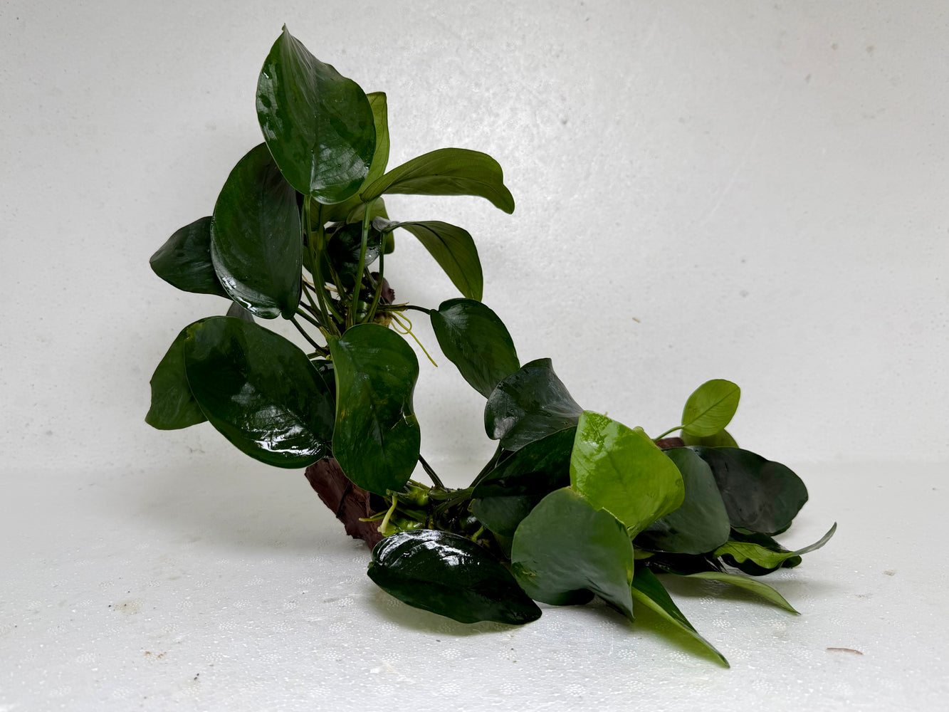 * Plants* Anubias Nana on Spiderwood #73
