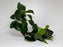 * Plants* Anubias Nana on Spiderwood #73