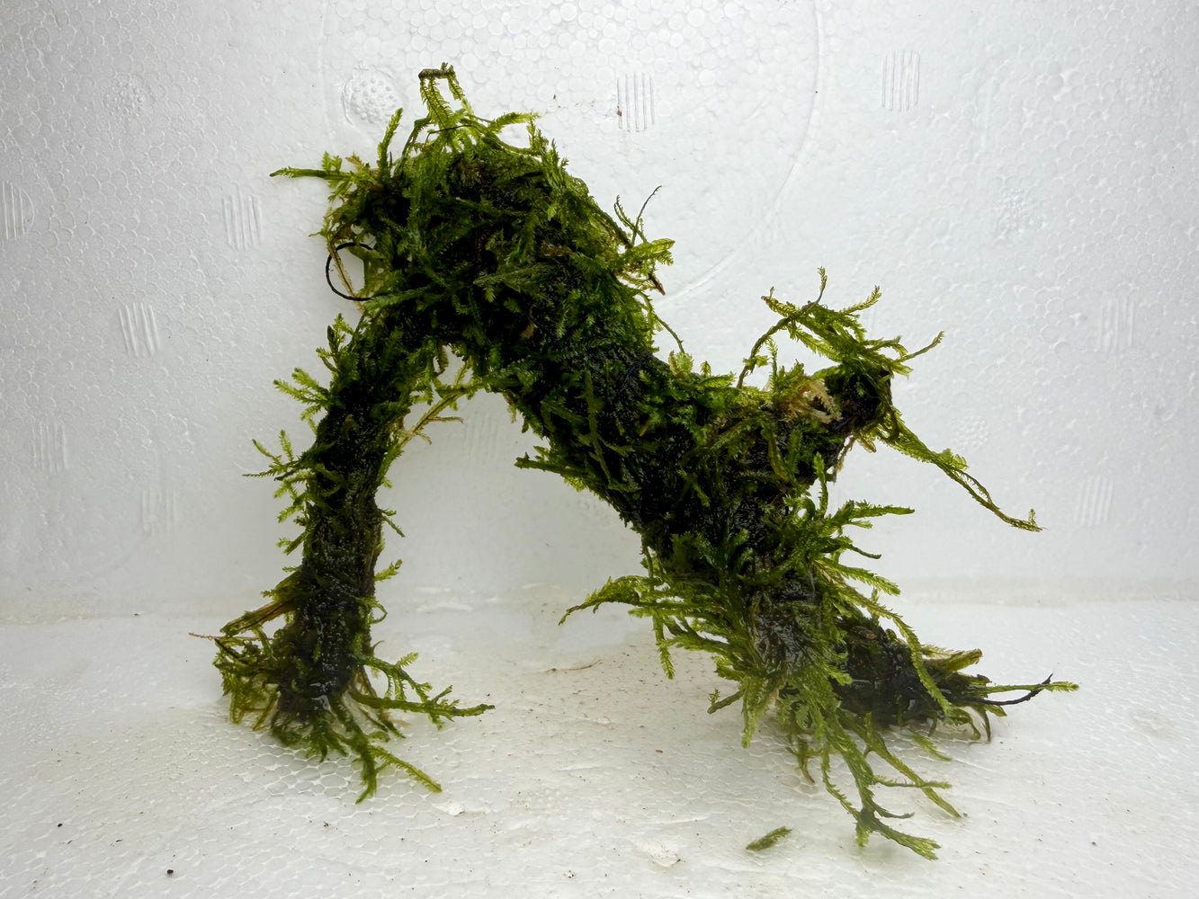 * Plants* Java Moss on Spiderwood #03
