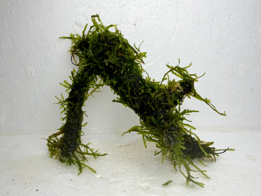 * Plants* Java Moss on Spiderwood #03
