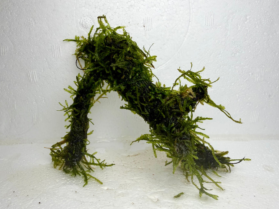 * Plants* Java Moss on Spiderwood #03