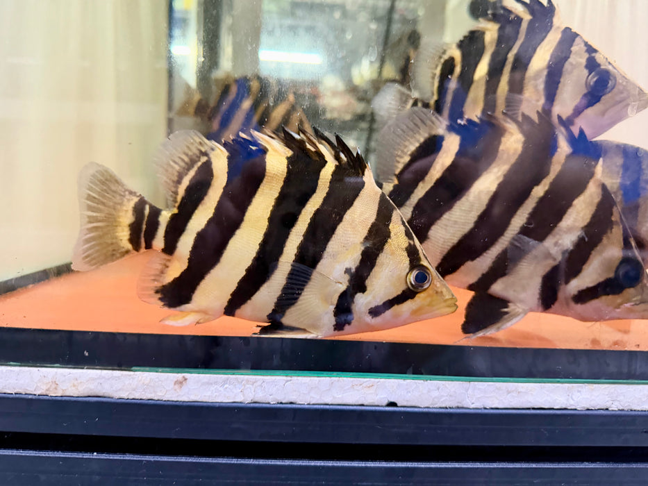 * Other Species * Datnioides microlepis Indonesian Tiger Perch (4 Bar IT) 16-20cm