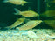 * Catfish *  Dianema longibarbis (Porthole catfish) 8-9cm