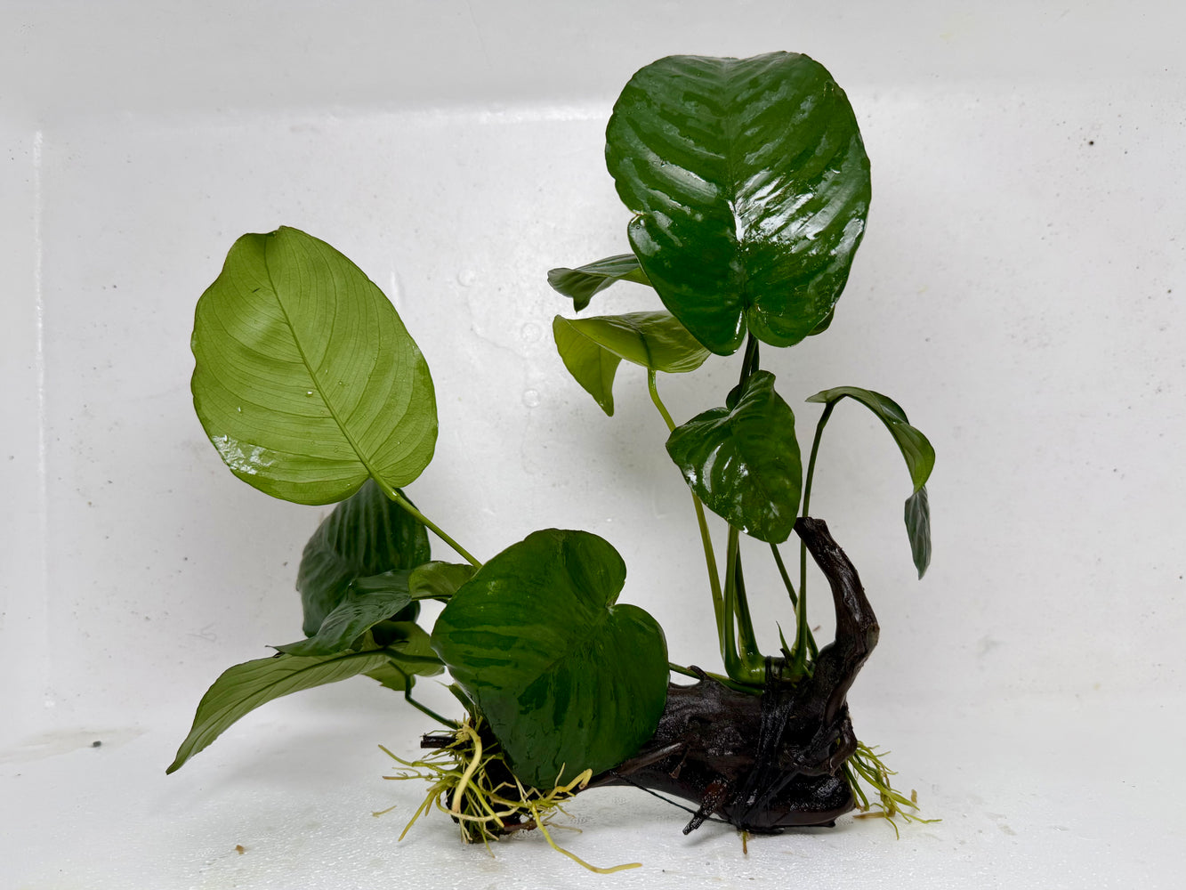 * Plants* Anubias Nana On Spiderwood #56