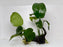 * Plants* Anubias Nana On Spiderwood #56
