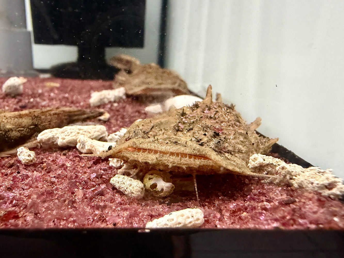* Catfish * Chaca Chaca (Frogmouth Catfish) 11-13cm