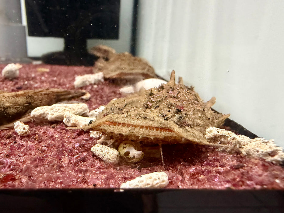 * Catfish * Chaca Chaca (Frogmouth Catfish) 11-13cm