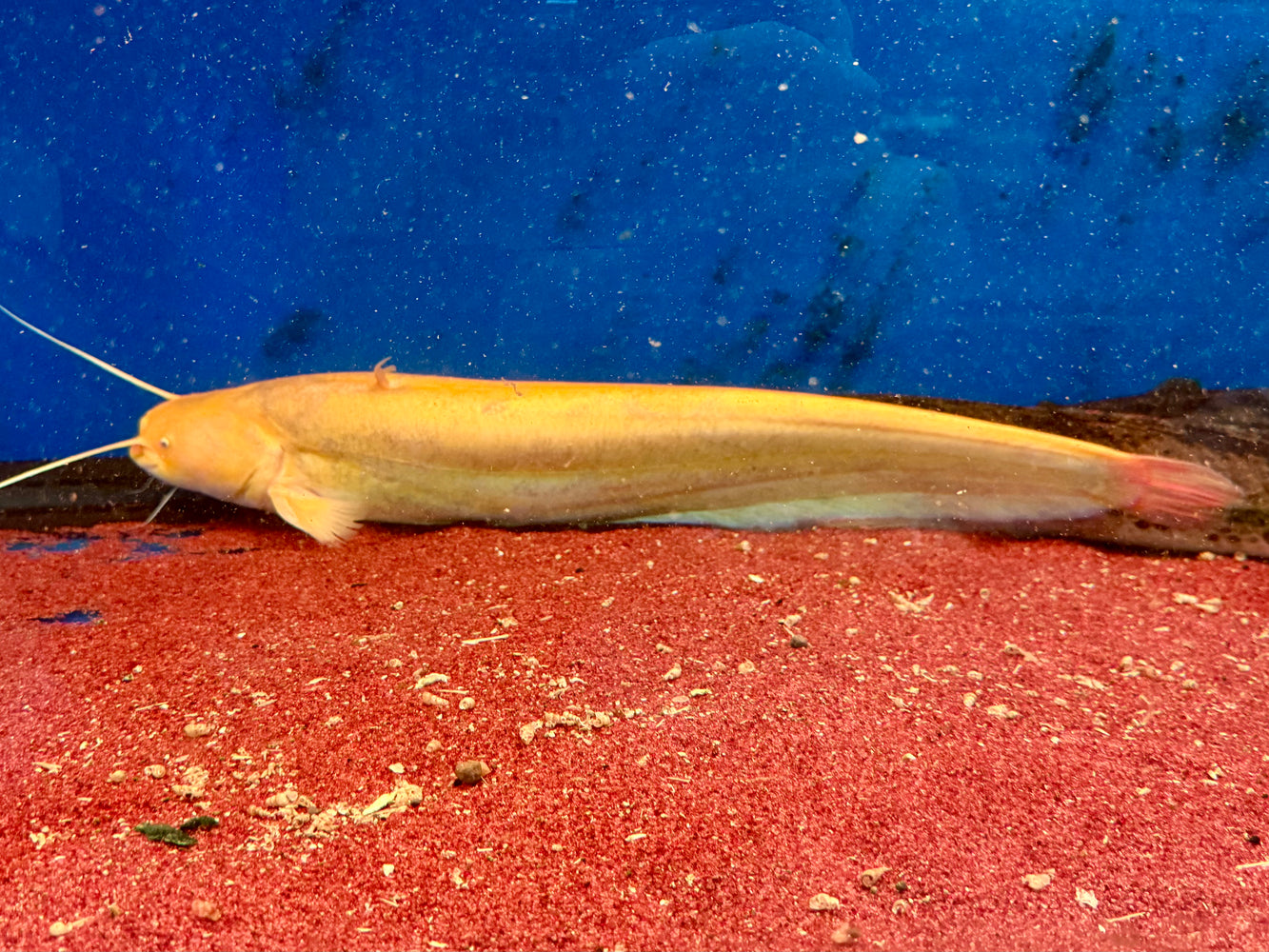 * Catfish *  Silurus glanis ALBINO (ALBINO Wels catfish) 55-60cm