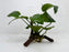 * Plants * Anubias Nana on Spiderwood #131