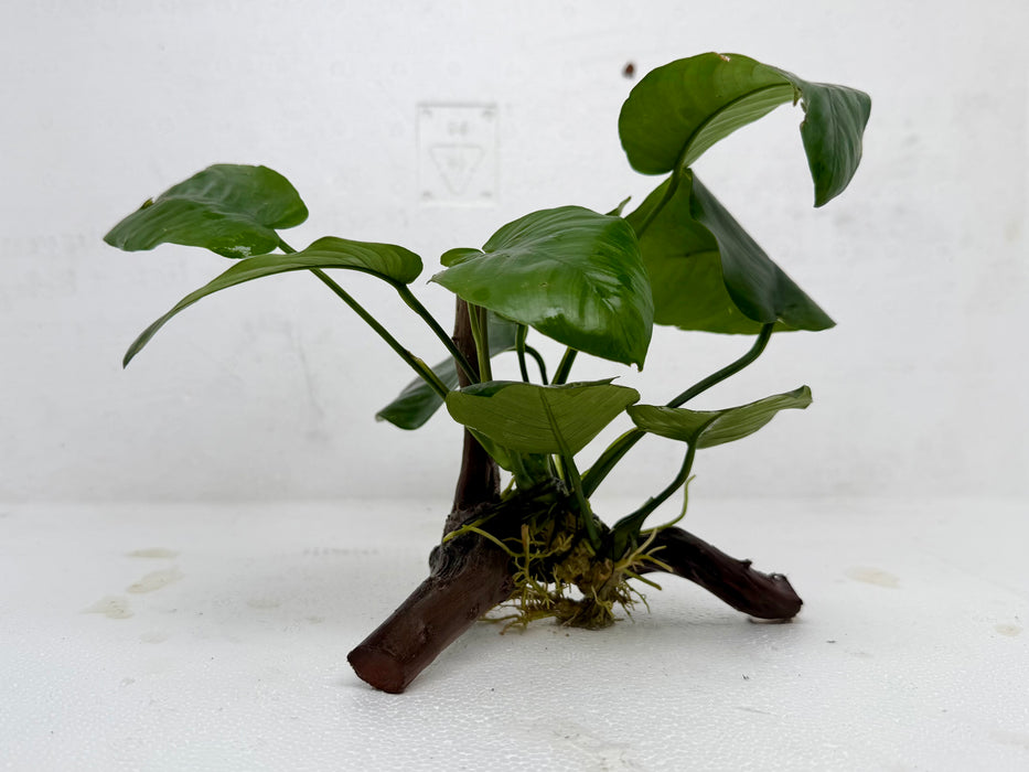 * Plants * Anubias Nana on Spiderwood #131
