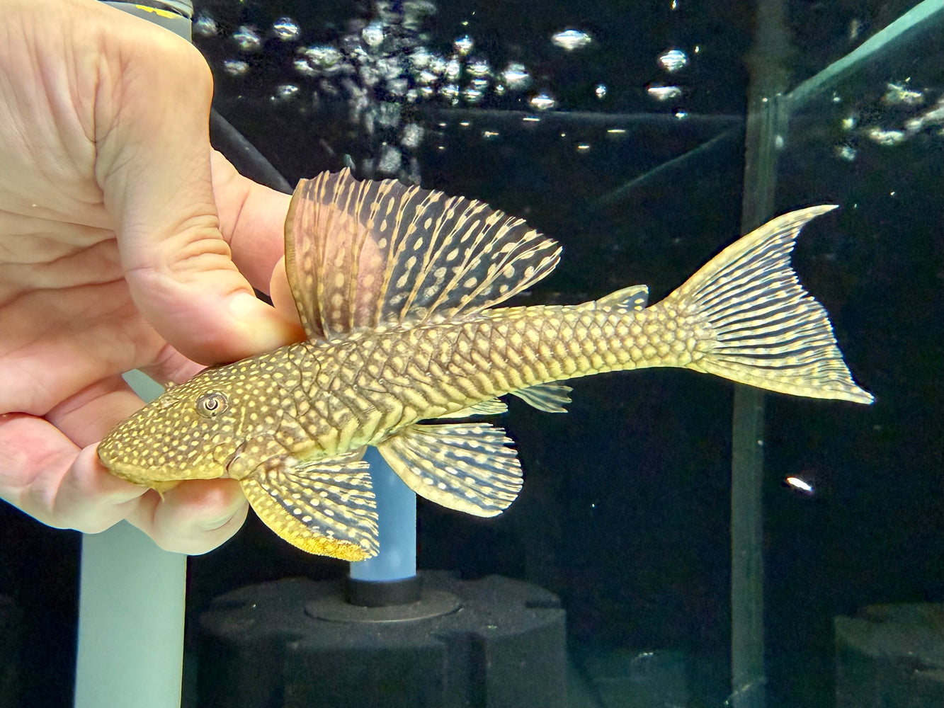 * Pleco *  Hypostomus Sertanejo 15cm #HYS01 (Actual piece)