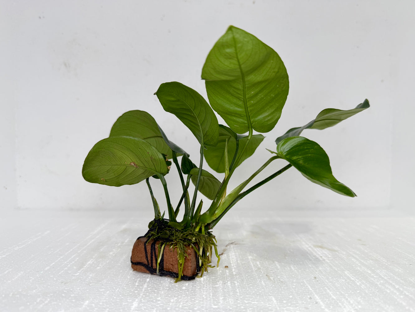 * Plants * Anubias Nana on Rock #28