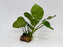 * Plants * Anubias Nana on Rock #28