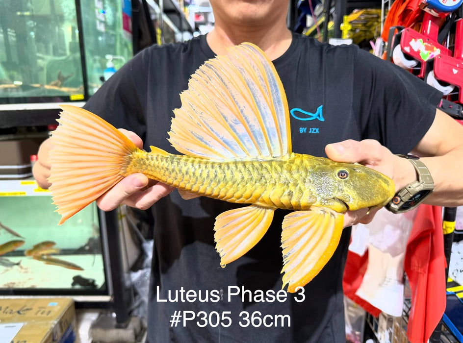 * Pleco *  Hypostomus Luteus phase 3 36cm #P305 (Actual Piece)