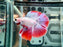 * Betta * DTHM Doubletail Halfmoon (Actual Fish) #49