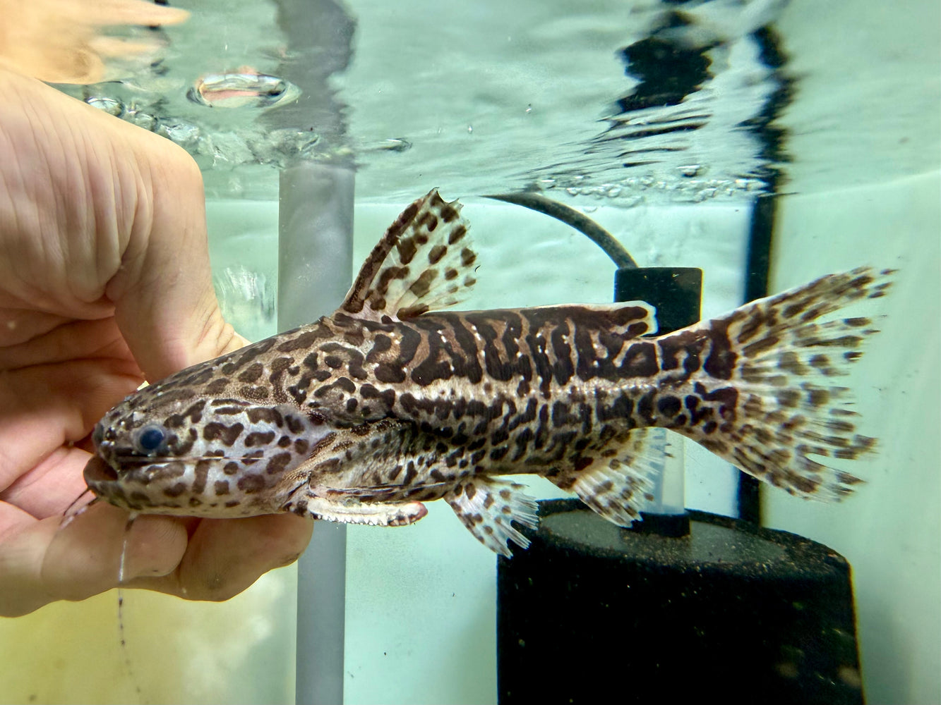 * Catfish * Liosomadoras oncinus "Jaguar Catfish" 14cm #JCB14