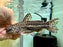 * Catfish * Liosomadoras oncinus "Jaguar Catfish" 14cm #JCB14