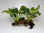 * Plants* Anubias Nana on Spiderwood #79