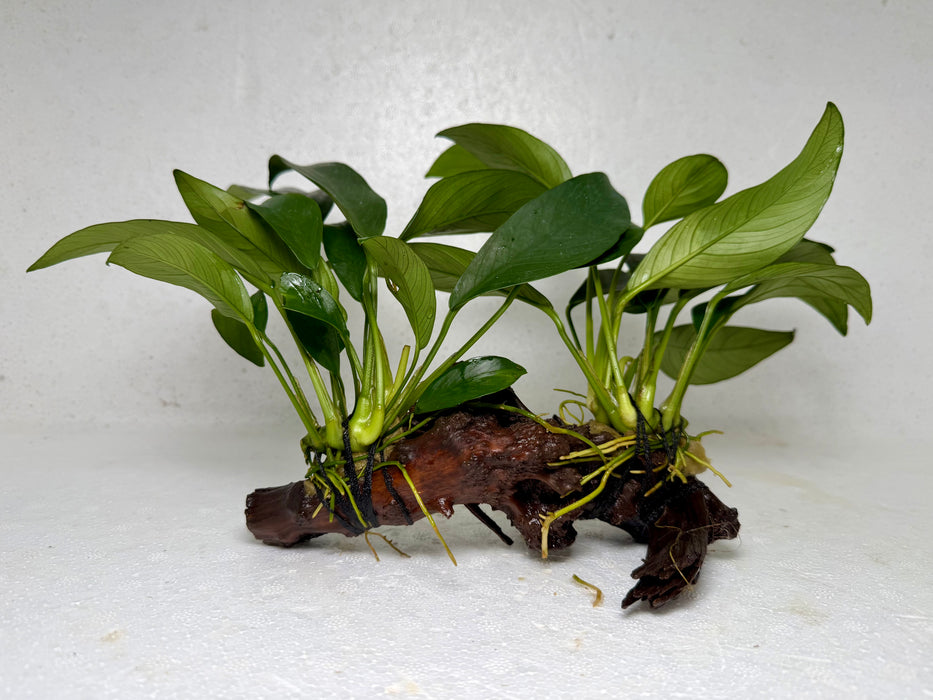 * Plants* Anubias Nana on Spiderwood #79