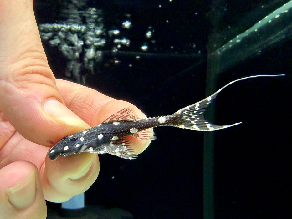 * Pleco *  Acanthicus Adonis (Adonis Pleco) 6-8cm