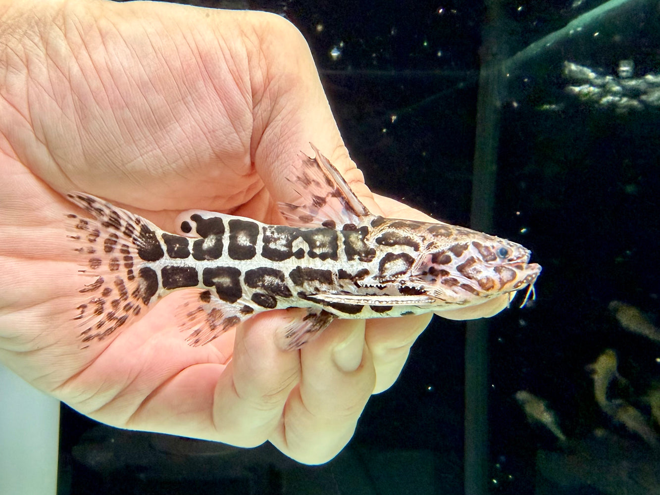 * Catfish * Liosomadoras oncinus "Jaguar Catfish" 9cm #JAG05