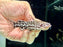 * Catfish * Liosomadoras oncinus "Jaguar Catfish" 9cm #JAG05