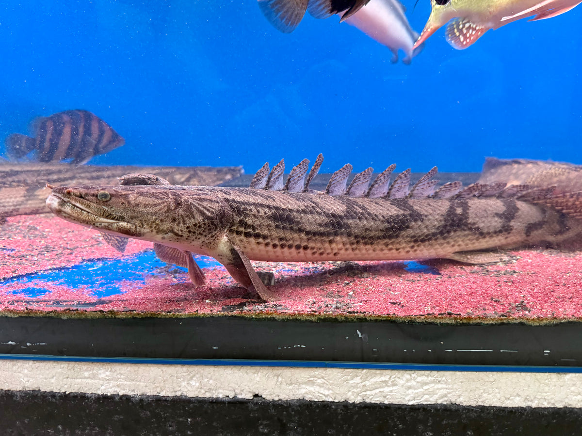 * Polypterus * Polypterus Giselas (50-59cm) — jzxonline