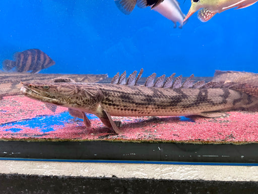 * Polypterus * Polypterus Giselas (50-59cm)