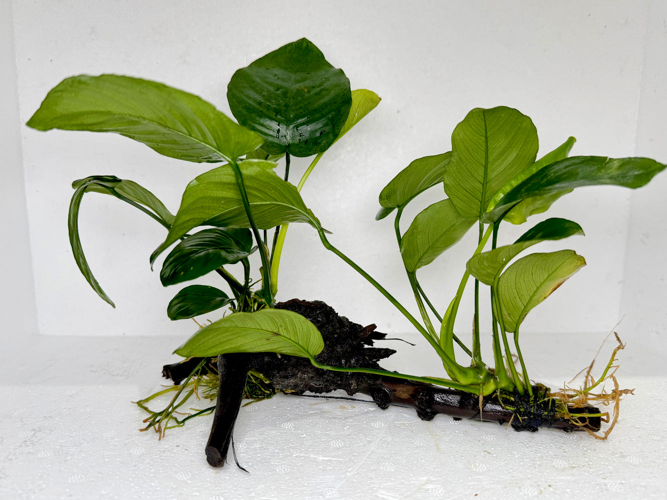 * Plants* Anubias On Spider Wood #12