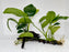 * Plants* Anubias On Spider Wood #12