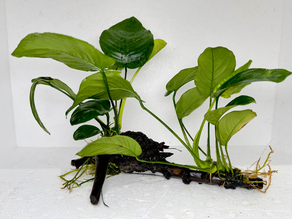 * Plants* Anubias On Spider Wood #12