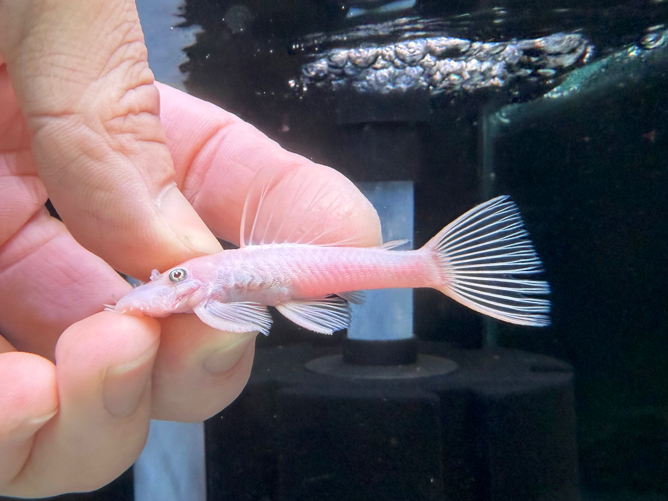 * Pleco * L144 Snow White 6-8cm