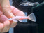 * Pleco * L144 Snow White 6-8cm