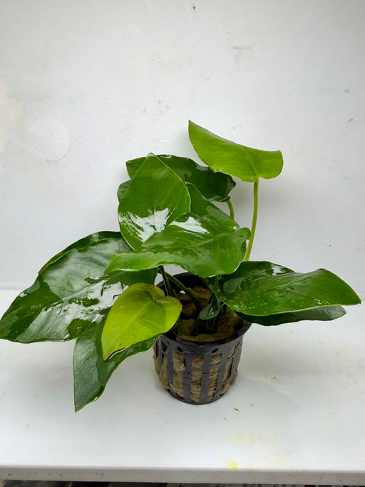 * Plants * Anubias Nana (Pot) (AA)