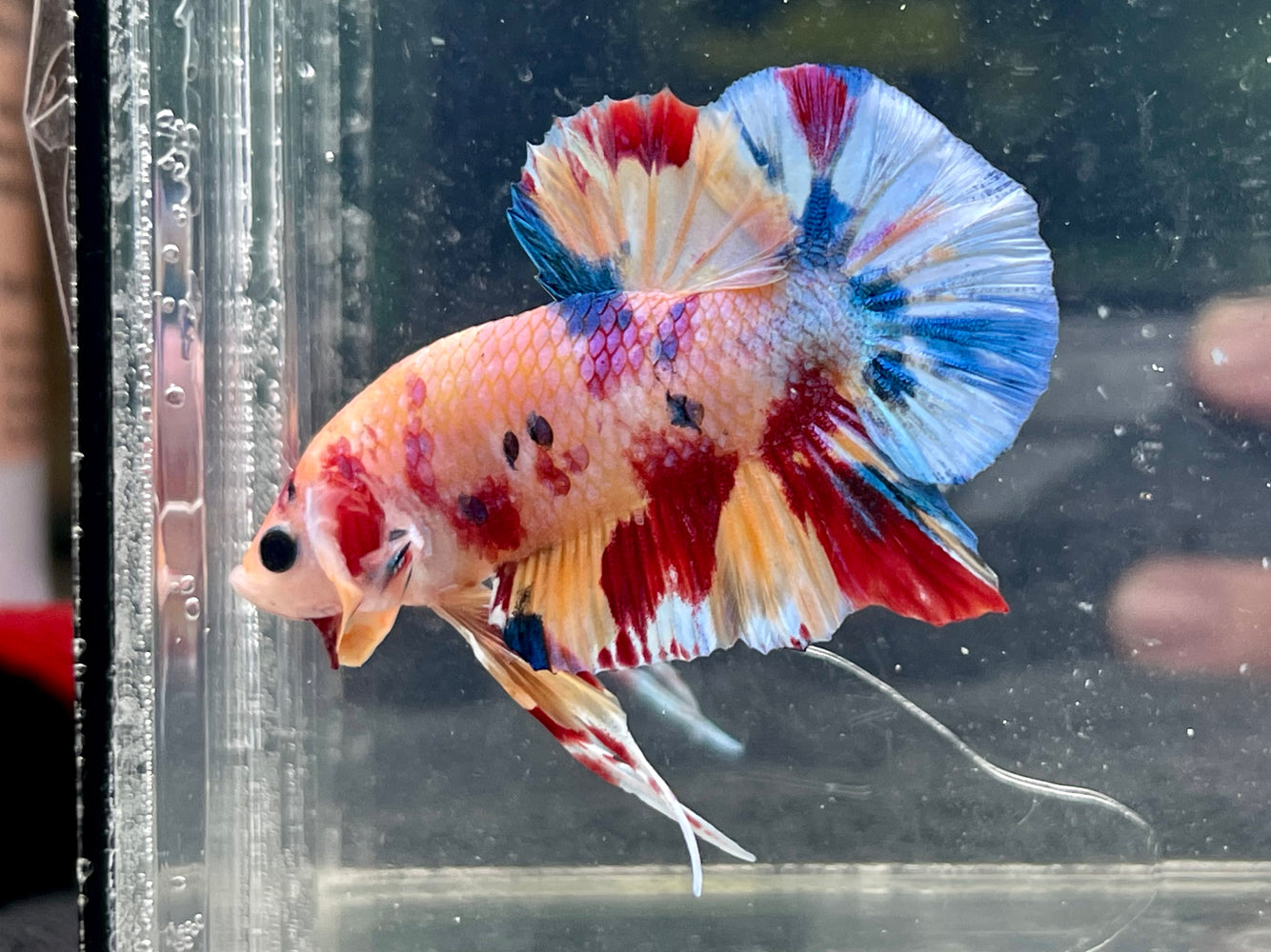 * Betta * Multicolour HMPK (Actual Fish) #PK02