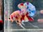 * Betta * Multicolour HMPK (Actual Fish) #PK02