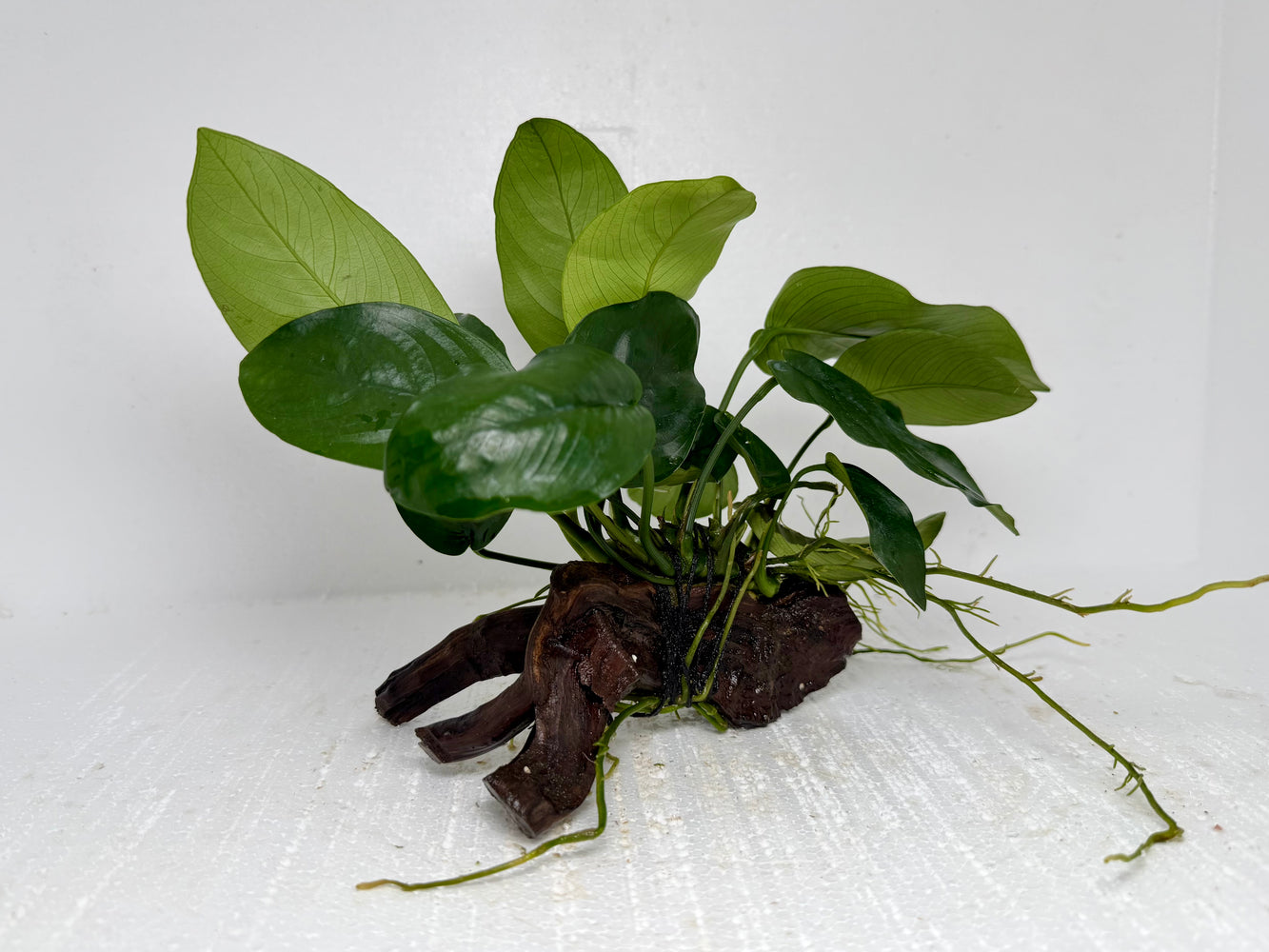 * Plants* Anubias Nana On Spiderwood #46