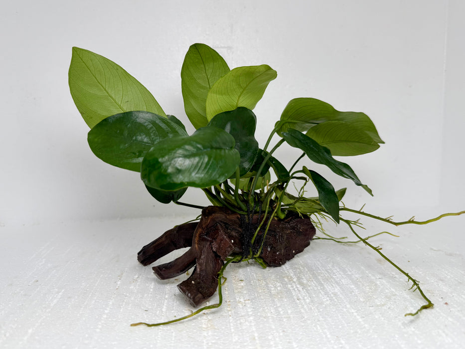 * Plants* Anubias Nana On Spiderwood #46