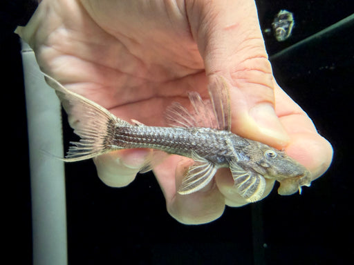 * Pleco *  Pseudacanthicus sp. (L64) 10-12cm
