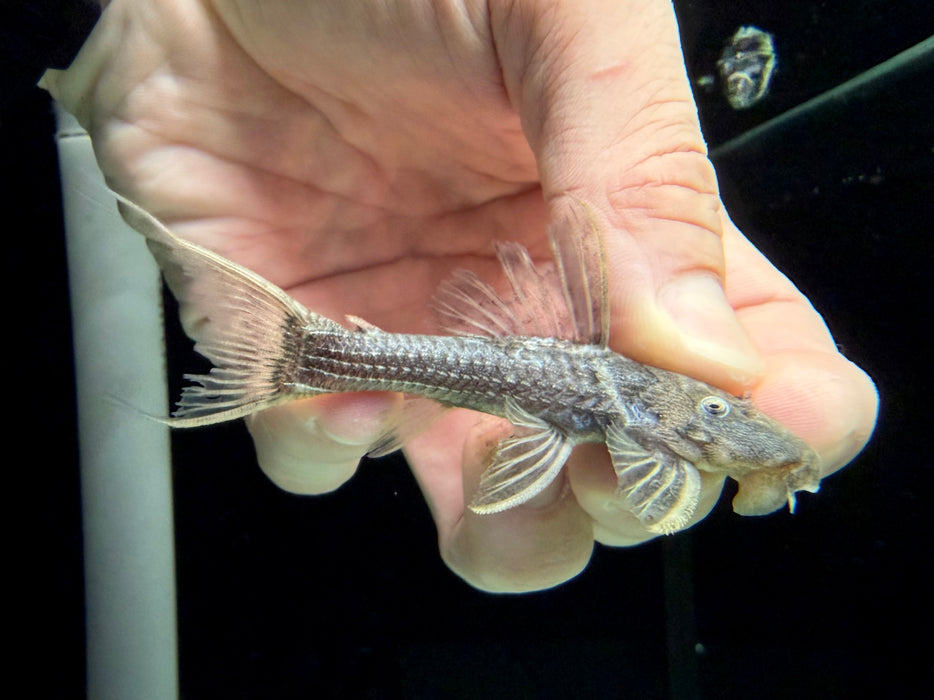 * Pleco *  Pseudacanthicus sp. (L64) 10-12cm