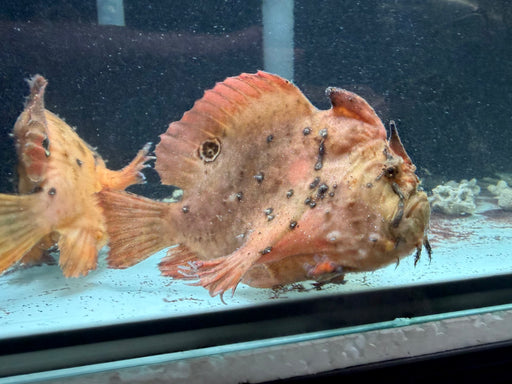 * Other Species * Antennarius Biocellatus “Yellow Morph” (Freshwater Yellow Morph Frogfish)