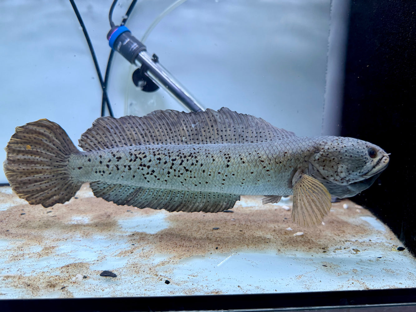 * Other Species * Channa Barca #BAR01 (Actual fish)