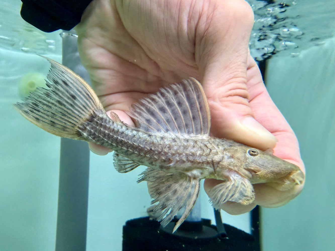 * Pleco * Pseudacanthicus Spinosus (L96) 8-12cm