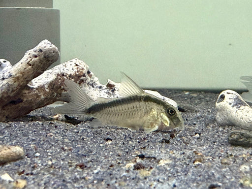 * Corydoras * Brochis Arcuatus (4-5cm)