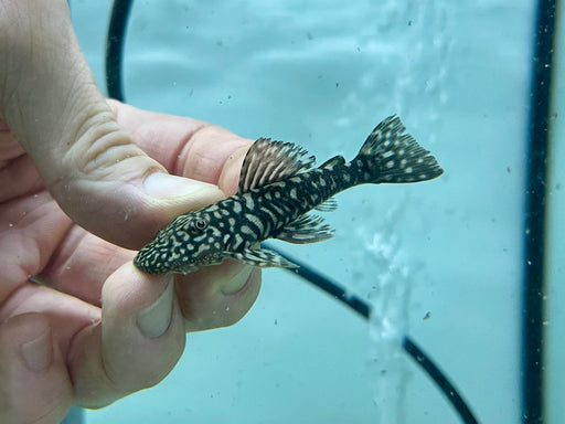 * Pleco *  Pseudancistrus genisetiger 6-8cm