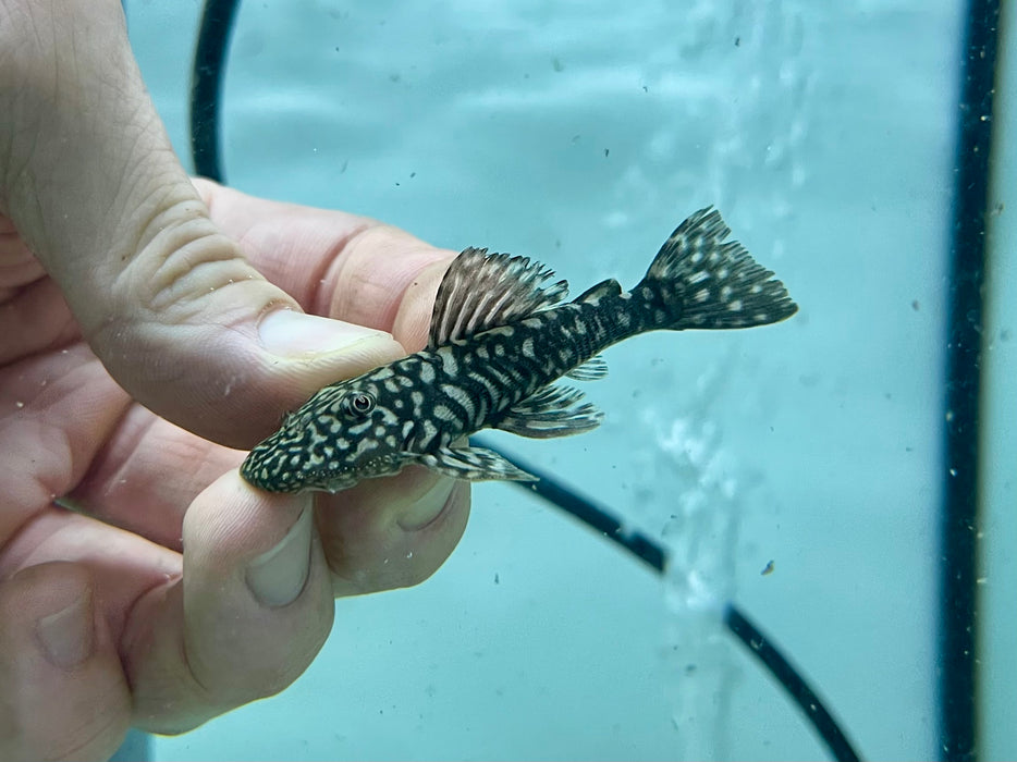 * Pleco *  Pseudancistrus genisetiger 6-8cm