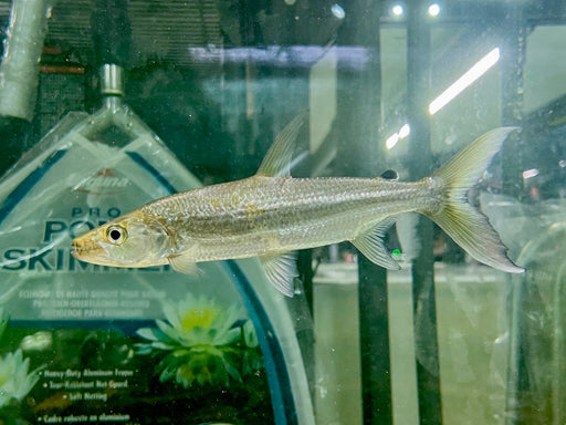 * Other Species * Hydrocynus goliath (GATF) 20-25cm