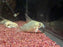 * Corydoras *  Hoplisoma Armatus (Antenna Cory) XL 5-7cm