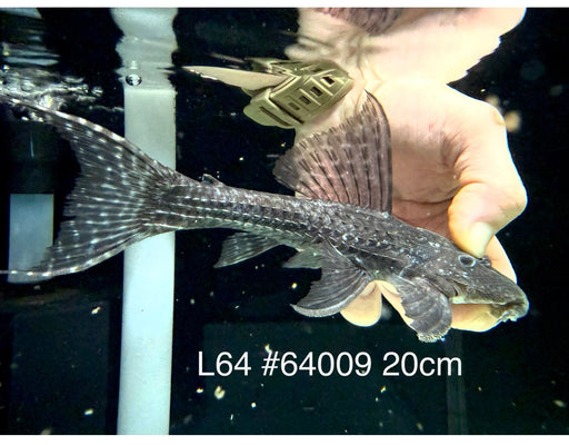 * Pleco * Pseudacanthicus sp. L64 (20cm) #64009 (Actual Piece)