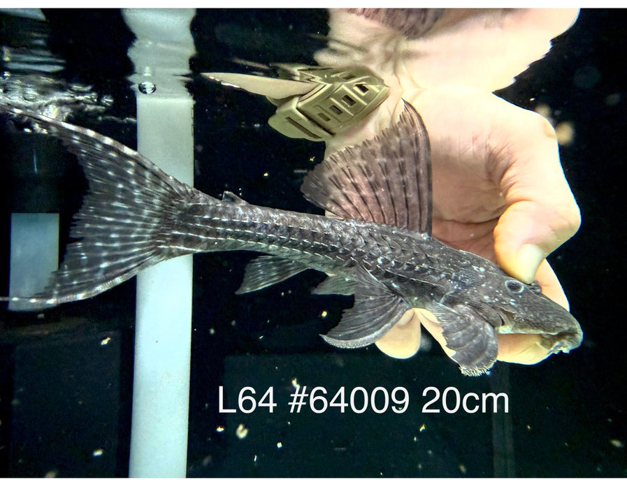 * Pleco * Pseudacanthicus sp. L64 (20cm) #64009 (Actual Piece)